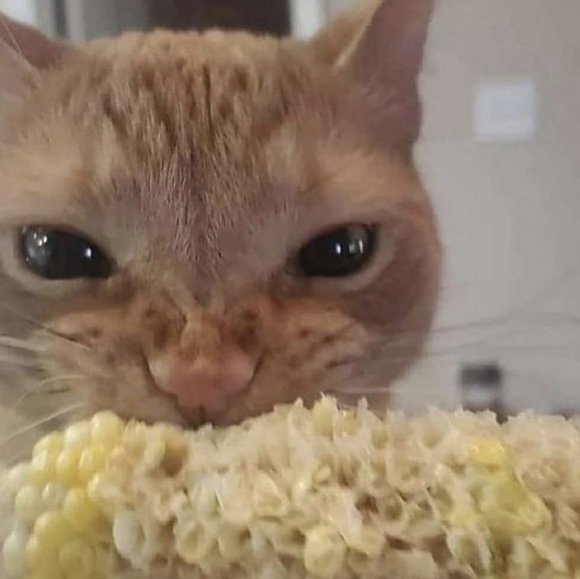 Meet your Posher, Mario - Picture 1 of 2